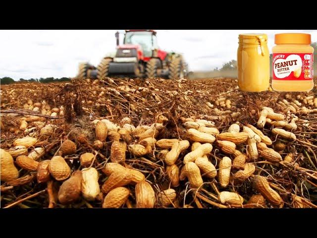 How Peanut Butter Is Made, Peanut Harvesting And Processing With Modern Technology