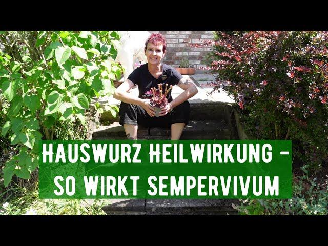 Hauswurz Heilwirkung - so wirkt Sempervivum