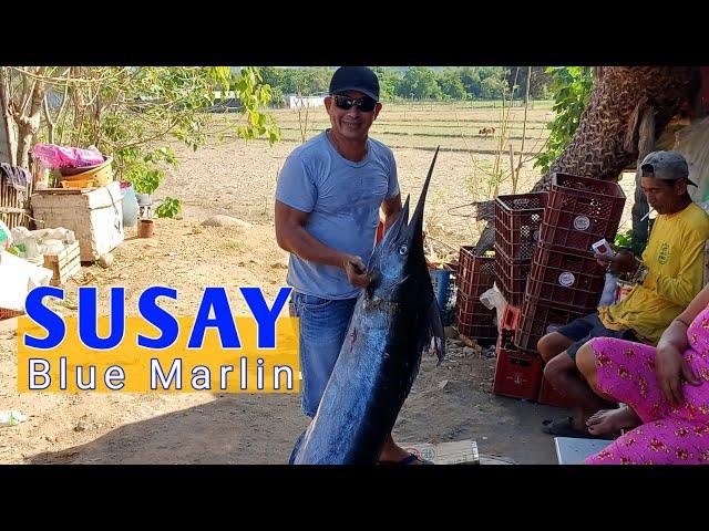 SUSAY | BLUE MARLIN | SAILFISH CAUGHT IN Cabangan, Zambales, Philippines @primitiveislander8676