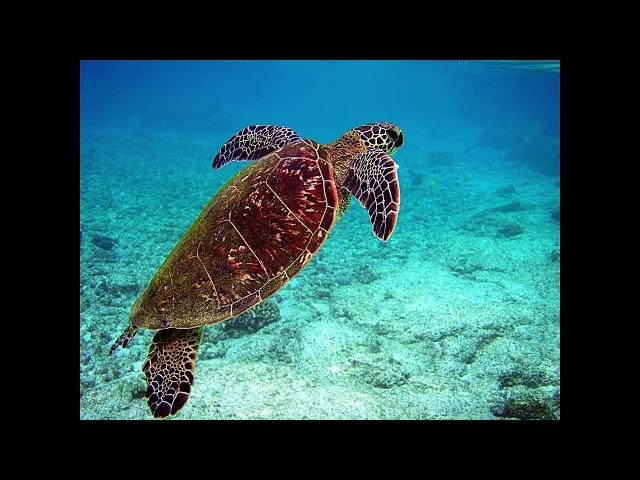 Jimmy Buffett Buck Butt The Turtle 1992