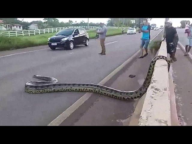 12 COBRAS GIGANTES CAPTURADAS NO BRASIL