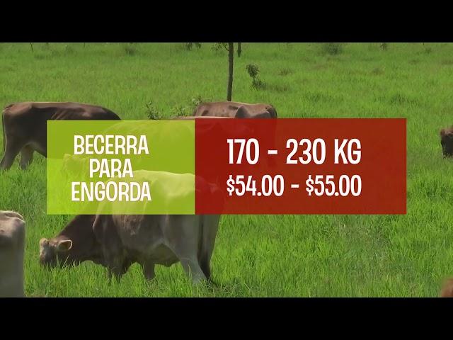 Precios del Ganado y Leche Diciembre 2024