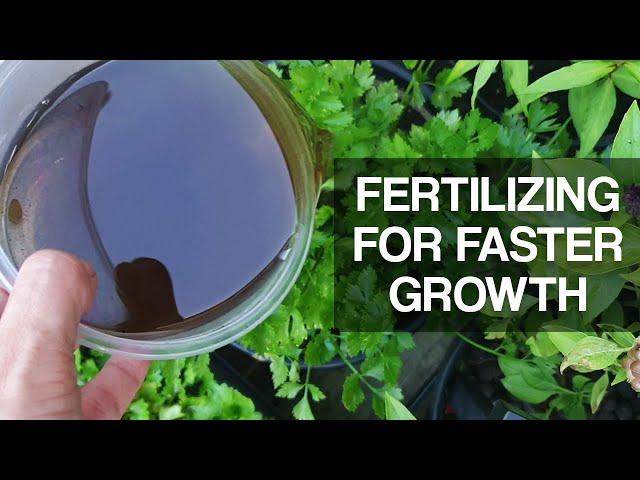 THE BEST FERTILIZER | for green plants and vegetables