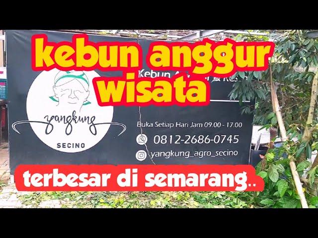 Kebun anggur terbesar di SEMARANG.. ‼️‼️‼️‼️  bagaimakah kondisinya...