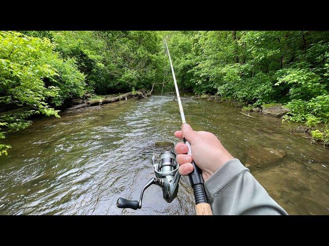 Small Creek TROUT Fishing with Inline Spinners (Brown & Rainbow)