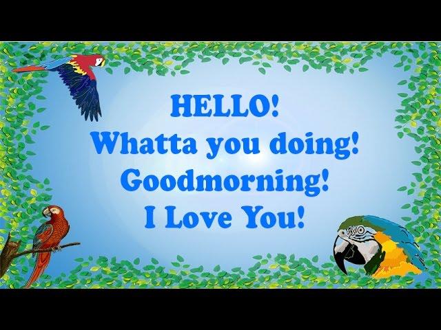 Teach your Parrot to say Hello, Whatta you doing, Goodmorning & I Love you! (With 1 hour breaks)