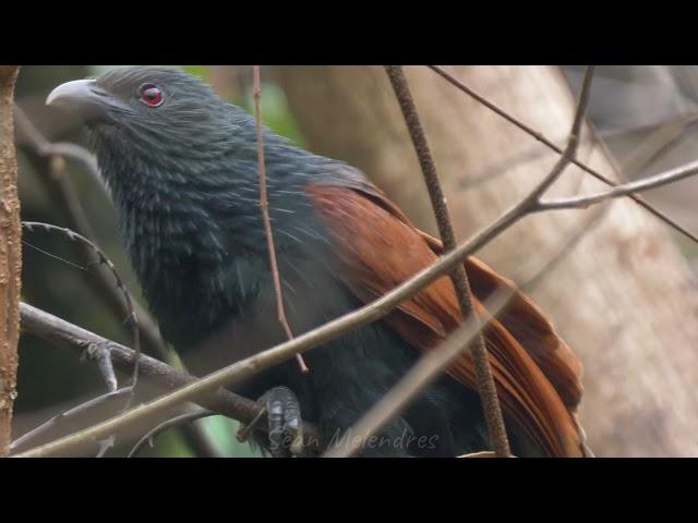 Philippine Coucal - Calling