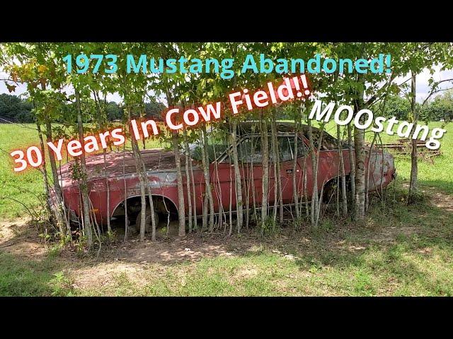 1973 Mustang (MOOstang) Abandoned in Cow Field For 30 years! | Can We Drive It Home???