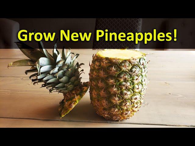 How To Grow A Pineapple Plant From A Grocery Store Pineapple Top - Every Time!