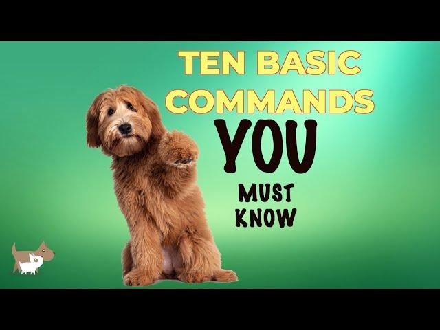 10 most basic commands every dog owner should know - dog training tips for beginners