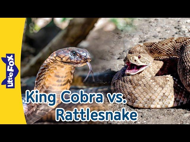 King Cobra vs. Rattlesnake: Amazing Facts About Two Cool Snakes! | Little Fox