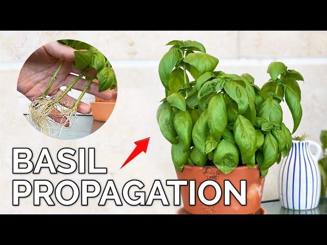 How to Grow Basil from a Cutting | Propagate Basil Fast and Easy