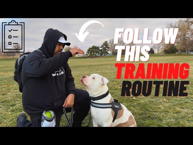 Easy Training Routine Pit bull Owners can follow! (Day by day)