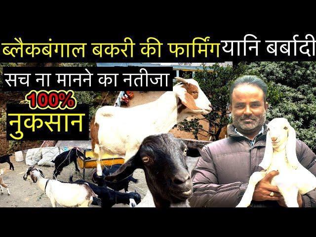 बकरी पालन का काला सच जिसे जानते सब हैं पर मानते नहीं | Reality of goat farming | Farming | bakrifarm