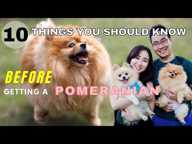 10 Things You Should Know Before Getting a Pomeranian | New Puppy Tips