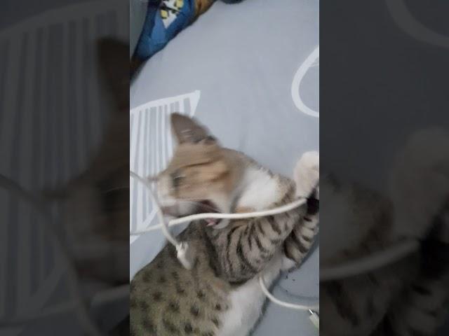 Mister Meong destroys my phone charger #kittens #cat #cutecat #kittycat