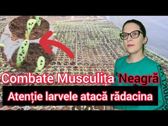 Cum sa scapi de Musculita Neagra a Rasadurilor si Plantelor de Ghiveci?