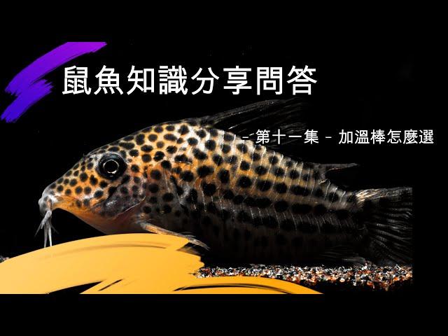 鼠博館：鼠魚知識分享問答   -第十一集-  鼠魚要加溫嗎？加溫棒怎麼選?