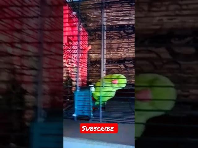 #shorts #youtubeshorts #parrot #myparrots #talkingparrot