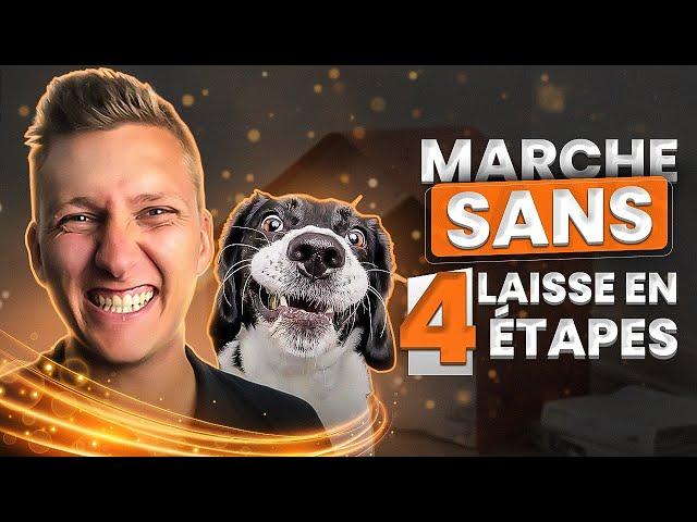 4 étapes pour que ton chien marche au pied sans laisse