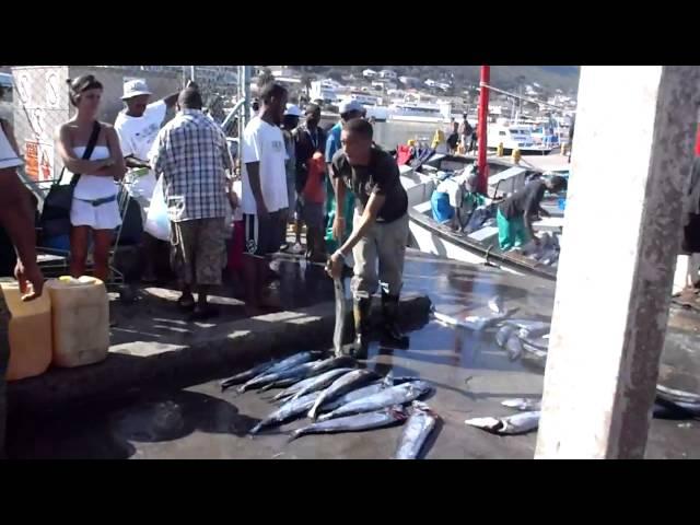 Kalk Bay throwing fish