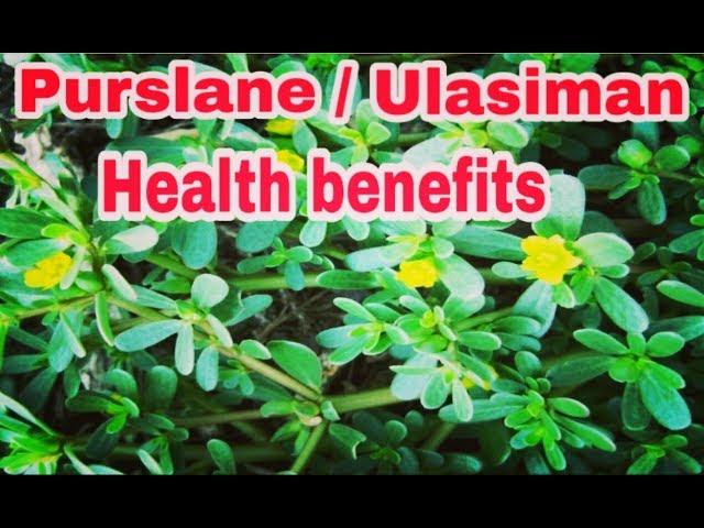 How to cook PURSLANE / ULASIMAN or NGALOG? What are the benefits of eating this called weeds.