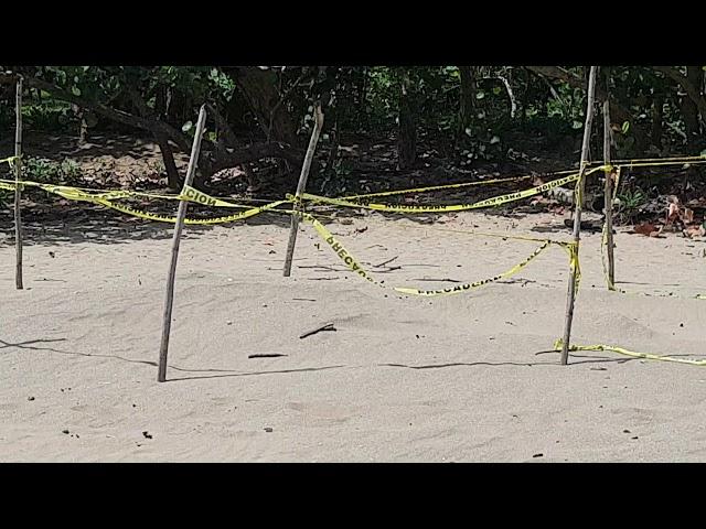 Playa el valle in samana
