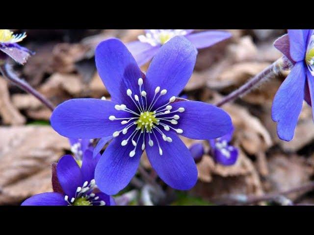 Spring flowers