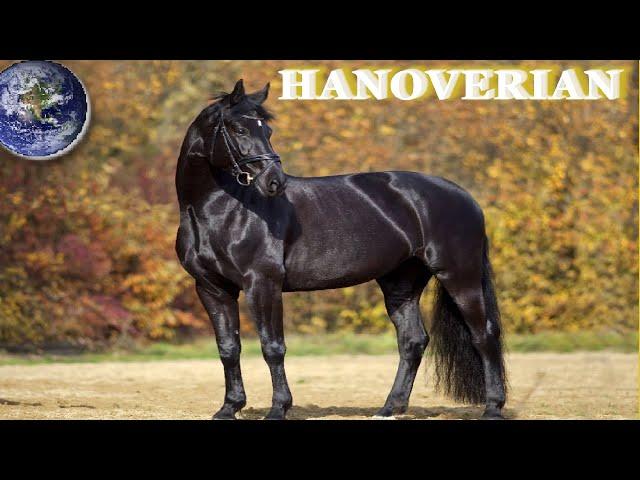 TOP Beautiful Hanoverian Horses in the World