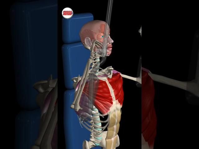 Unveiling the Science Behind Muscle Growth! #PecDeckFly #muscleandmotion