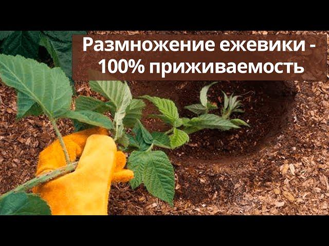 Размножение ежевики - 100% приживаемость. Простой и быстрый способ.