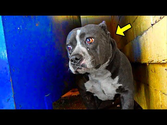 UNWANTED Pit Bull Was Thrown Out Of The House. What It Did Next Will Shock You!