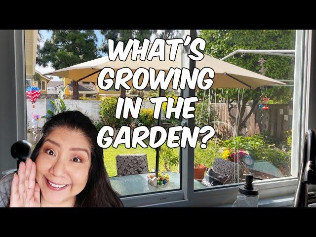 Garden Tour 2024 (Zone 9b Zone 10a) CALIFORNIA GROWN!