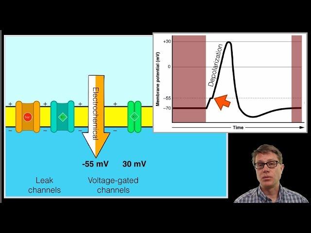 The Action Potential