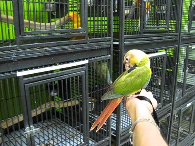 Green Cheek Conure with harness