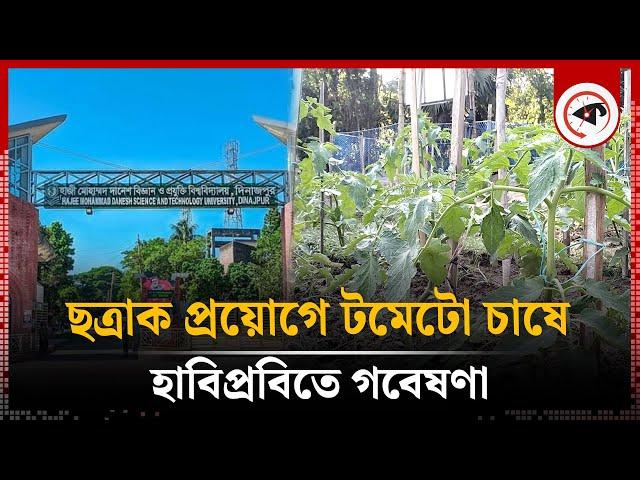 ছত্রাক প্রয়োগে টমেটো চাষ, ব্যাপক সাফল্য | Tomato Cultivation | Habiprobi | Kalbela