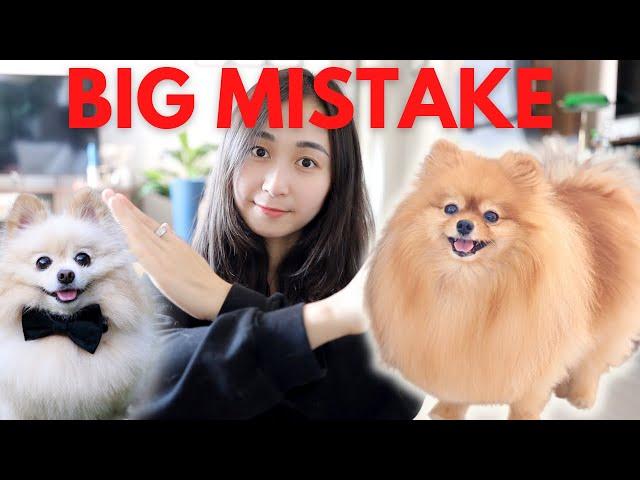 5 Common Mistakes That New Pomeranian Owners Make