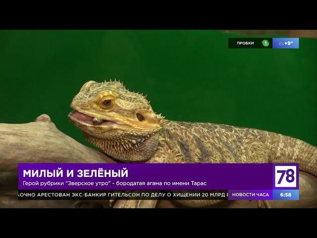 Зверское утро: бородатая агама