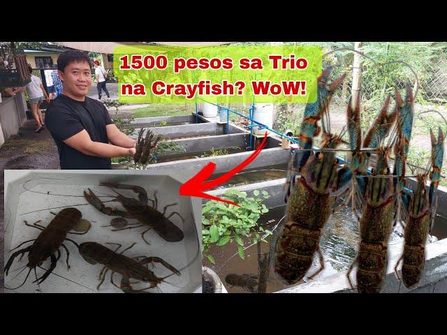 Kayang Kumita ng 60,000/Month dahil sa Crayfish? How?