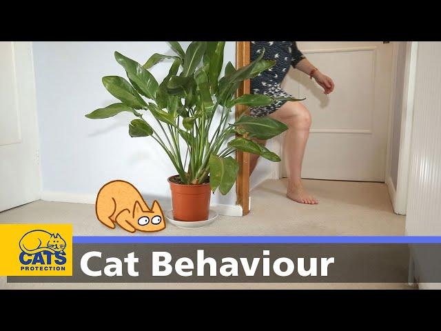  Cats and play | Cats Protection behaviour guides