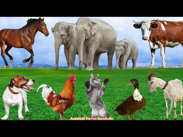 Adorable Animal Moments: Cow, Cat, Duck, Elephant, Dog, Chicken - Animal Videos