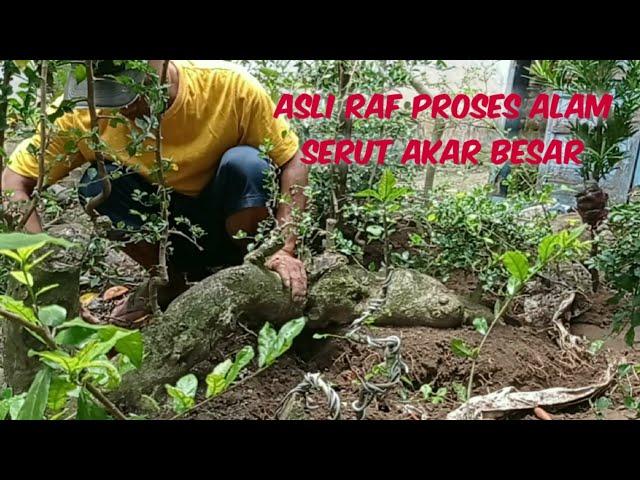 BONSAI SERUT RAF ASLI SUDAH DI BENTUK DARI ALAM DAN UMURNYA HAMPIR RATUSAN TH DI TEBING