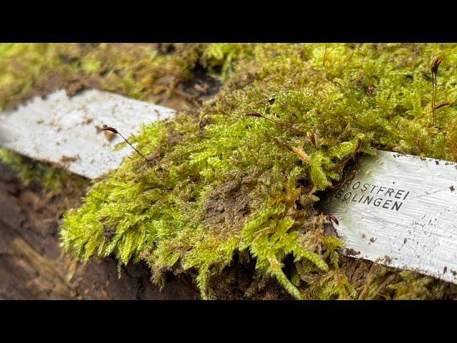 FOUND AN OLD GERMAN FOUNDATION IN THE FOREST! ​​EXCAVATIONS! SUBTITLES!