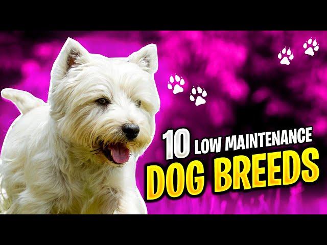 10 Best Low Maintenance Dogs For Busy Owners