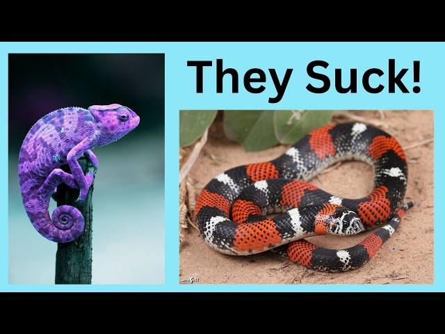 Top 6 Reptiles I Would Never Keep!