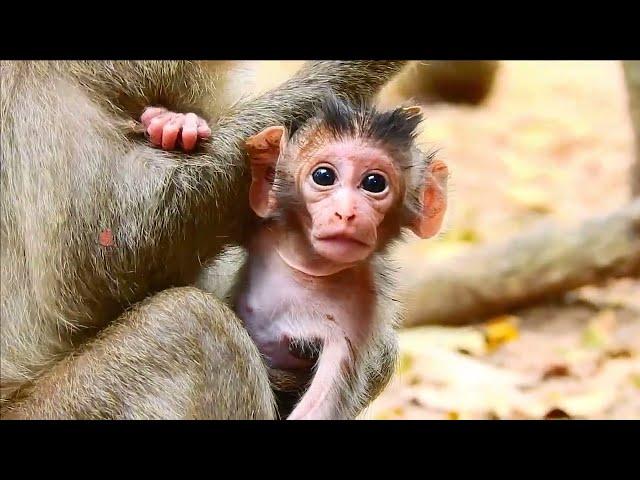 BALY MONKEY VIDEO __ NEWBORN BABY JASPER IS TELLING MOM HE IS SO HUNGRY FOR MILK__ BEAUTIFUL LIFE