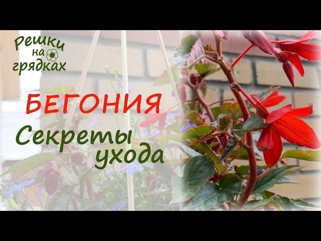  Бегония Уход в домашних условиях