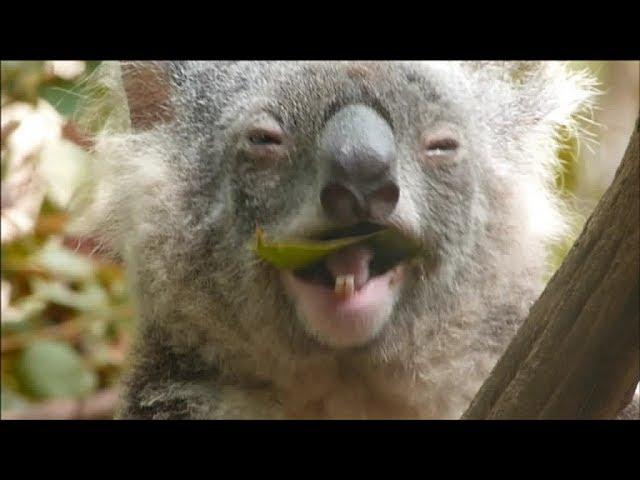 The most stoned koala ever