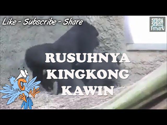 Kingkong Kawin. Rusuh Banget