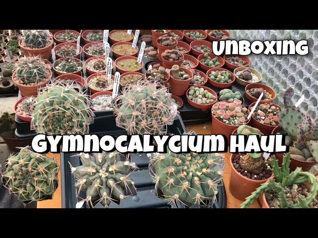 Cactus unboxing | Cactus Plant Collection | Gymnocalycium Collection